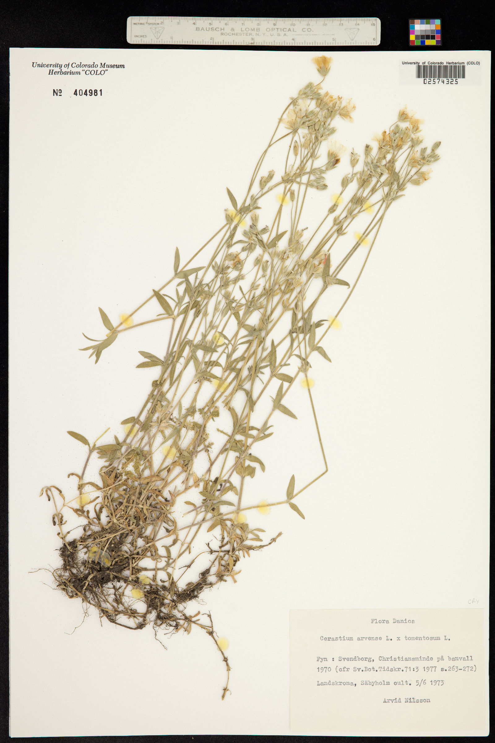 Cerastium arvense image