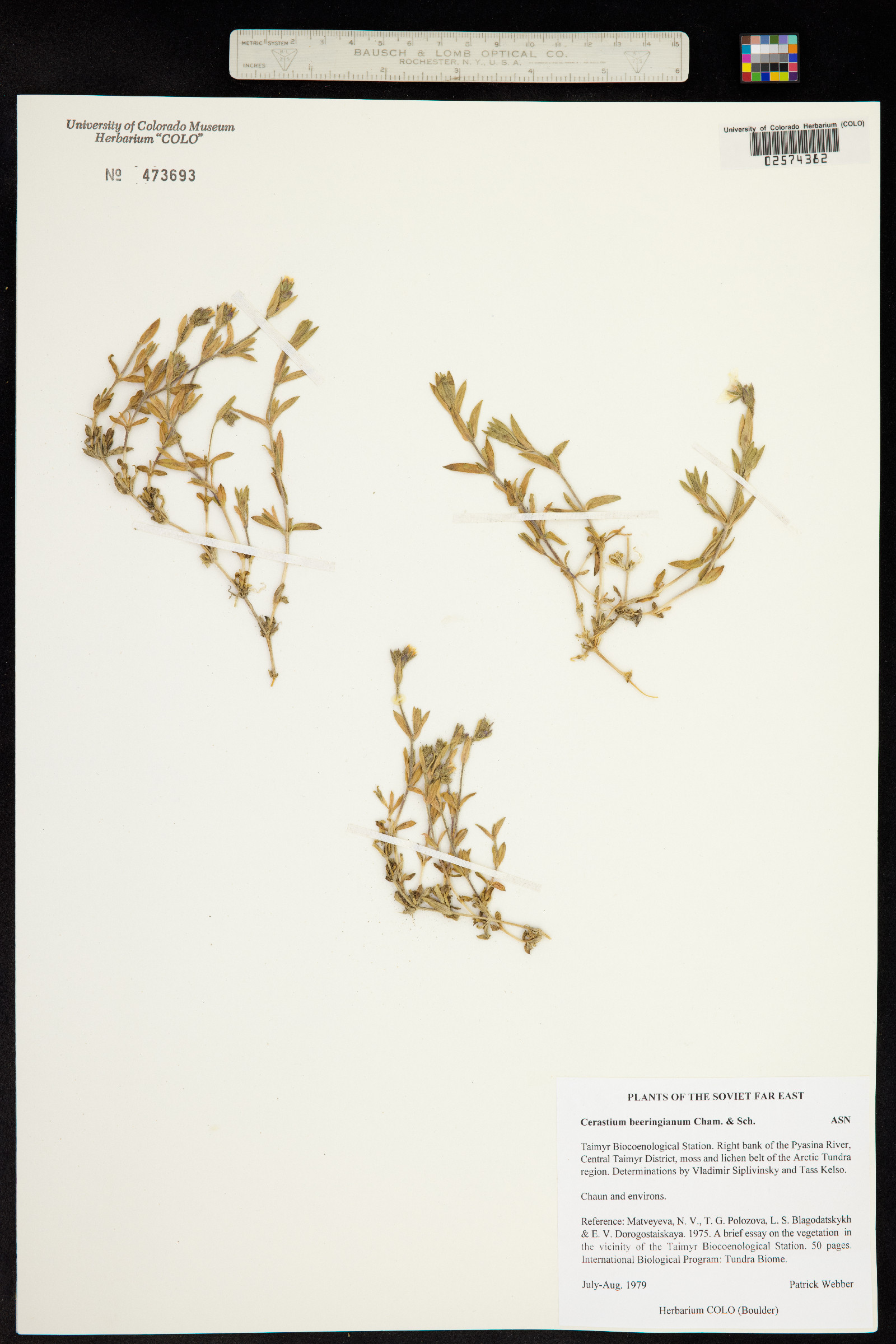 Cerastium beeringianum image