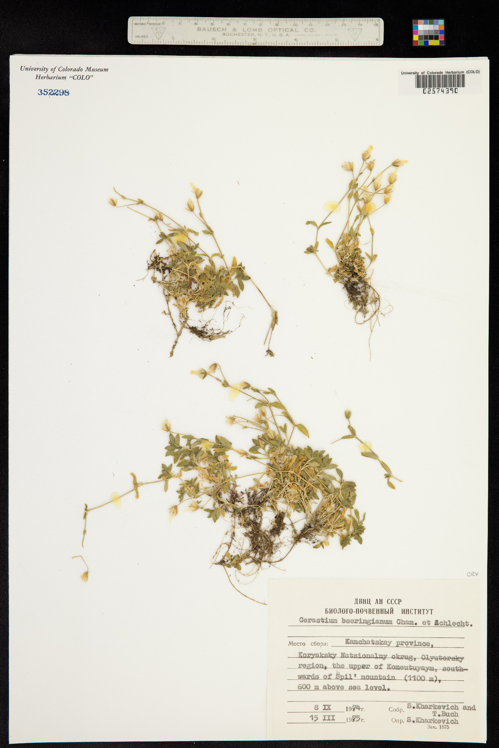 Cerastium beeringianum image