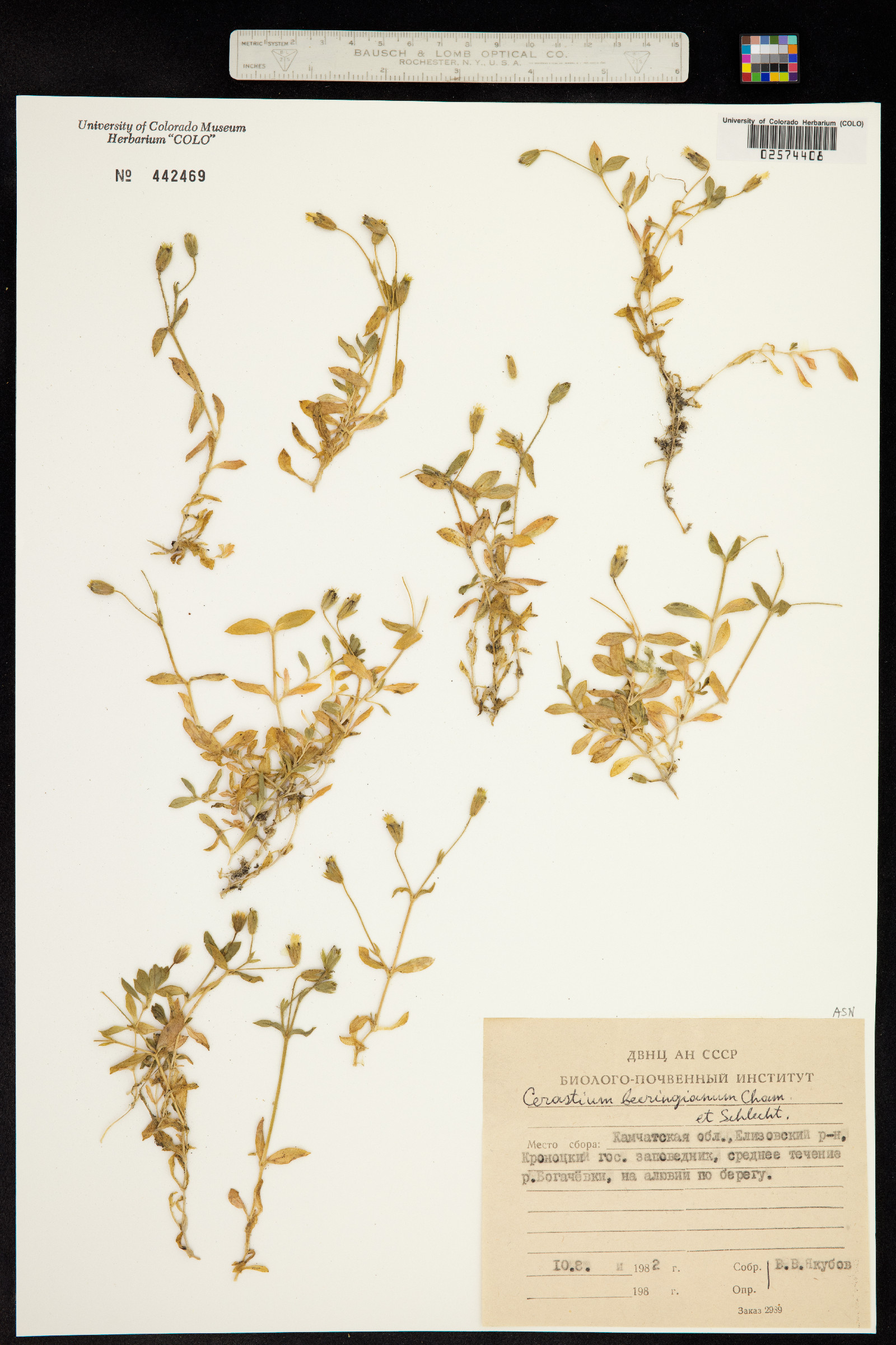 Cerastium beeringianum image