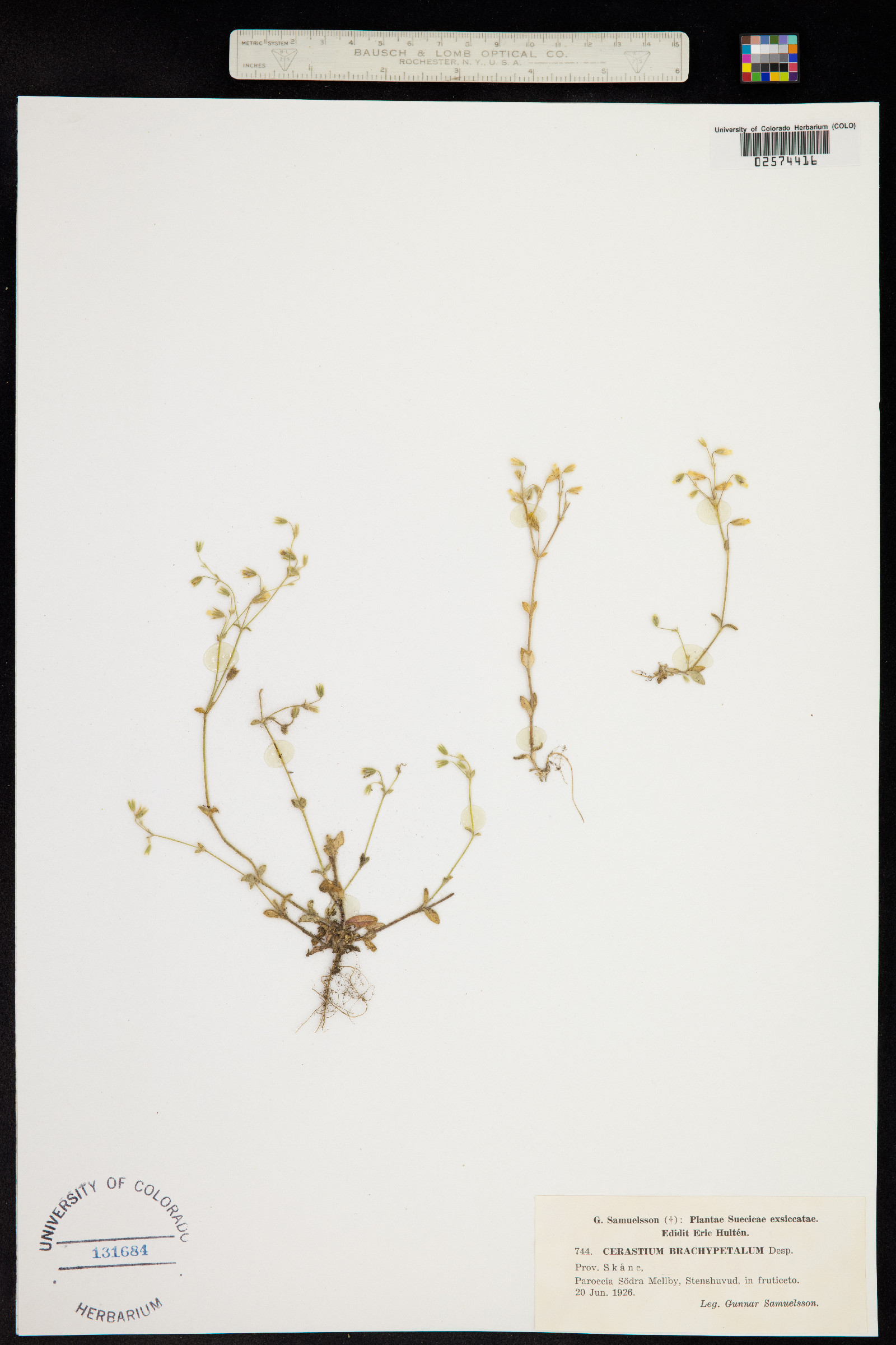 Cerastium image