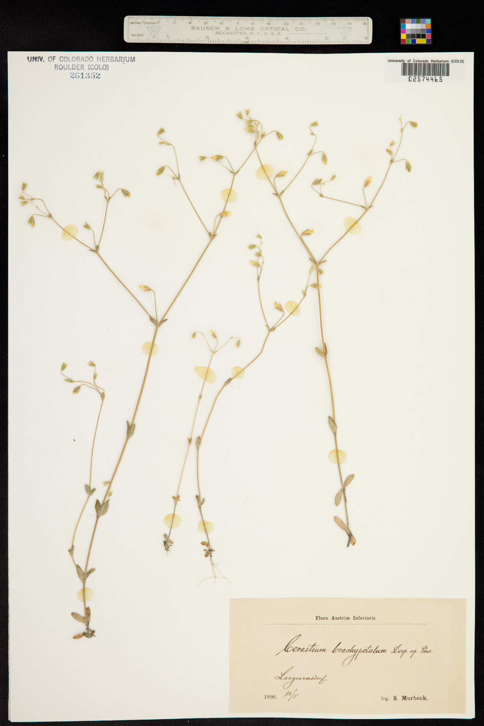 Cerastium brachypetalum image