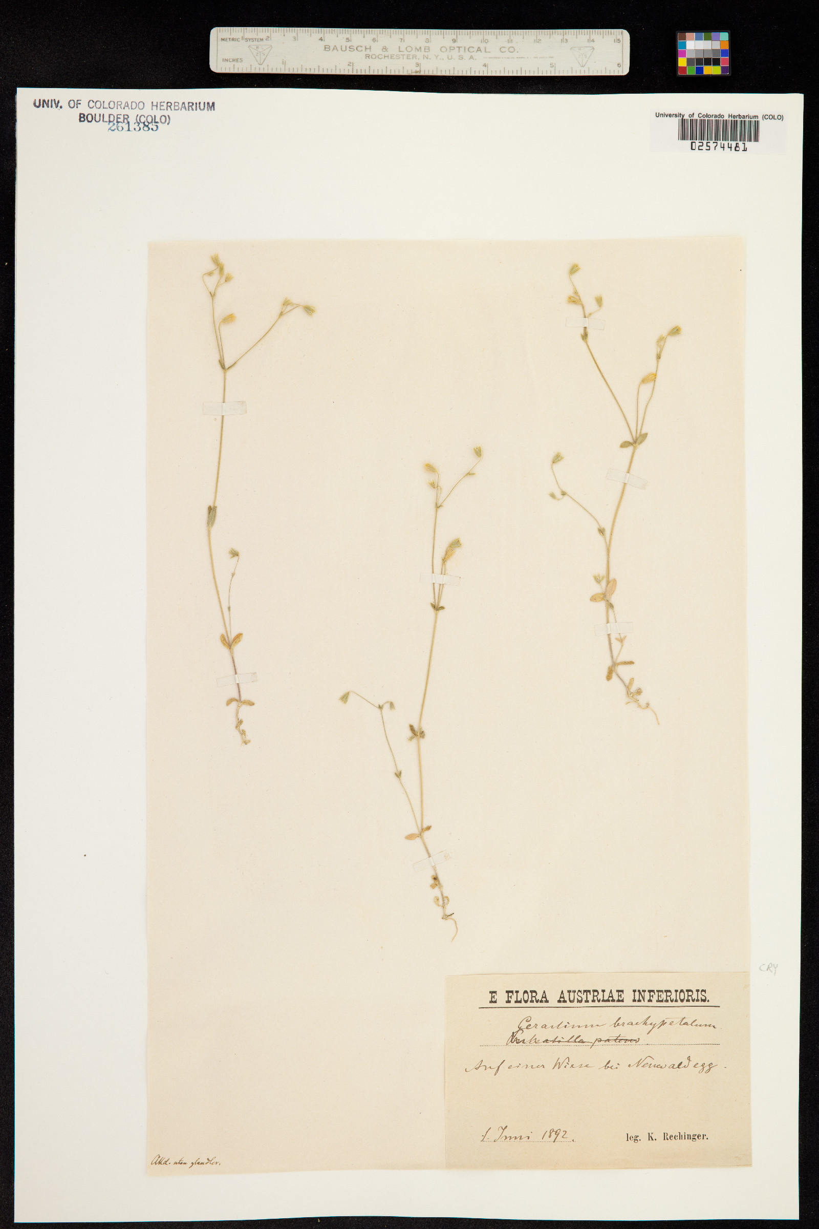 Cerastium brachypetalum image