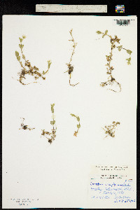 Cerastium caespitosum image