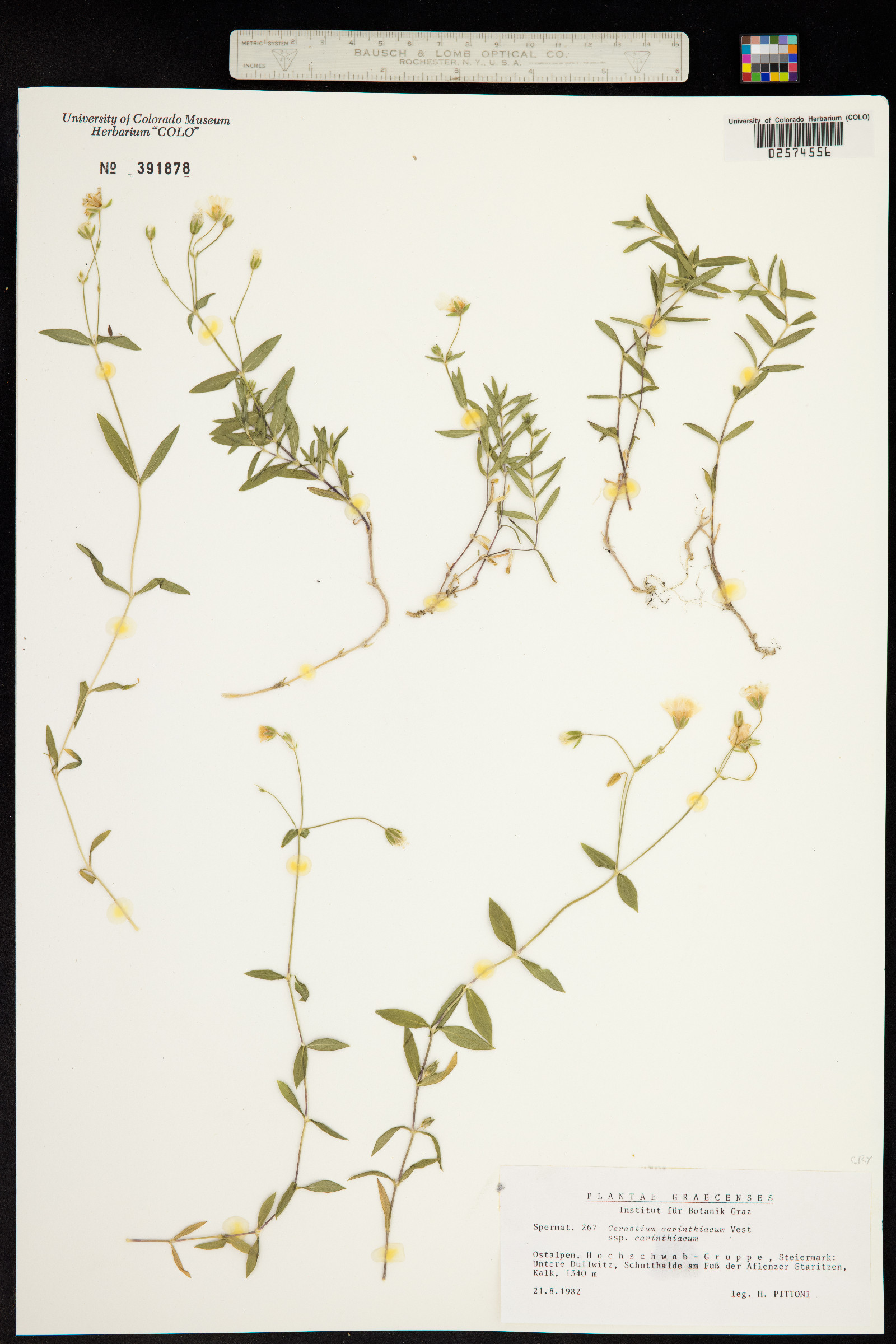 Cerastium carinthiacum image