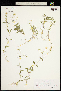 Image of Cerastium carinthiacum