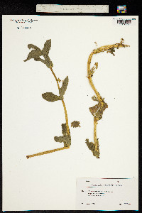 Image of Cerastium davuricum