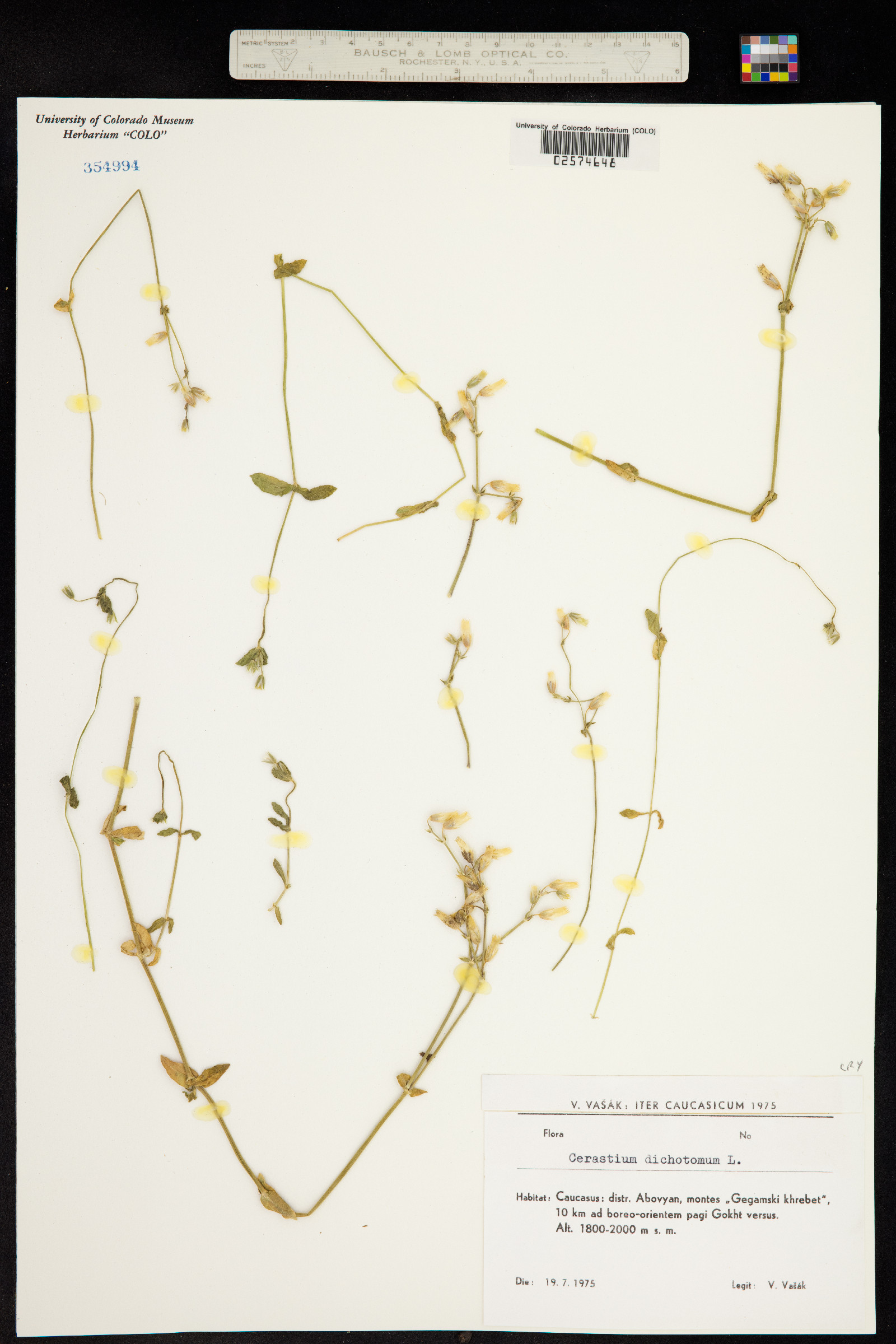 Cerastium dichotomum image