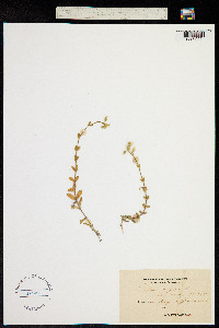 Cerastium fontanum image