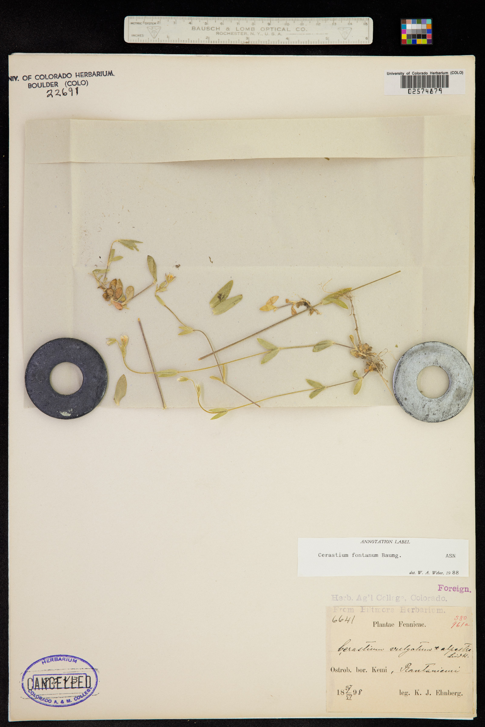 Cerastium fontanum image