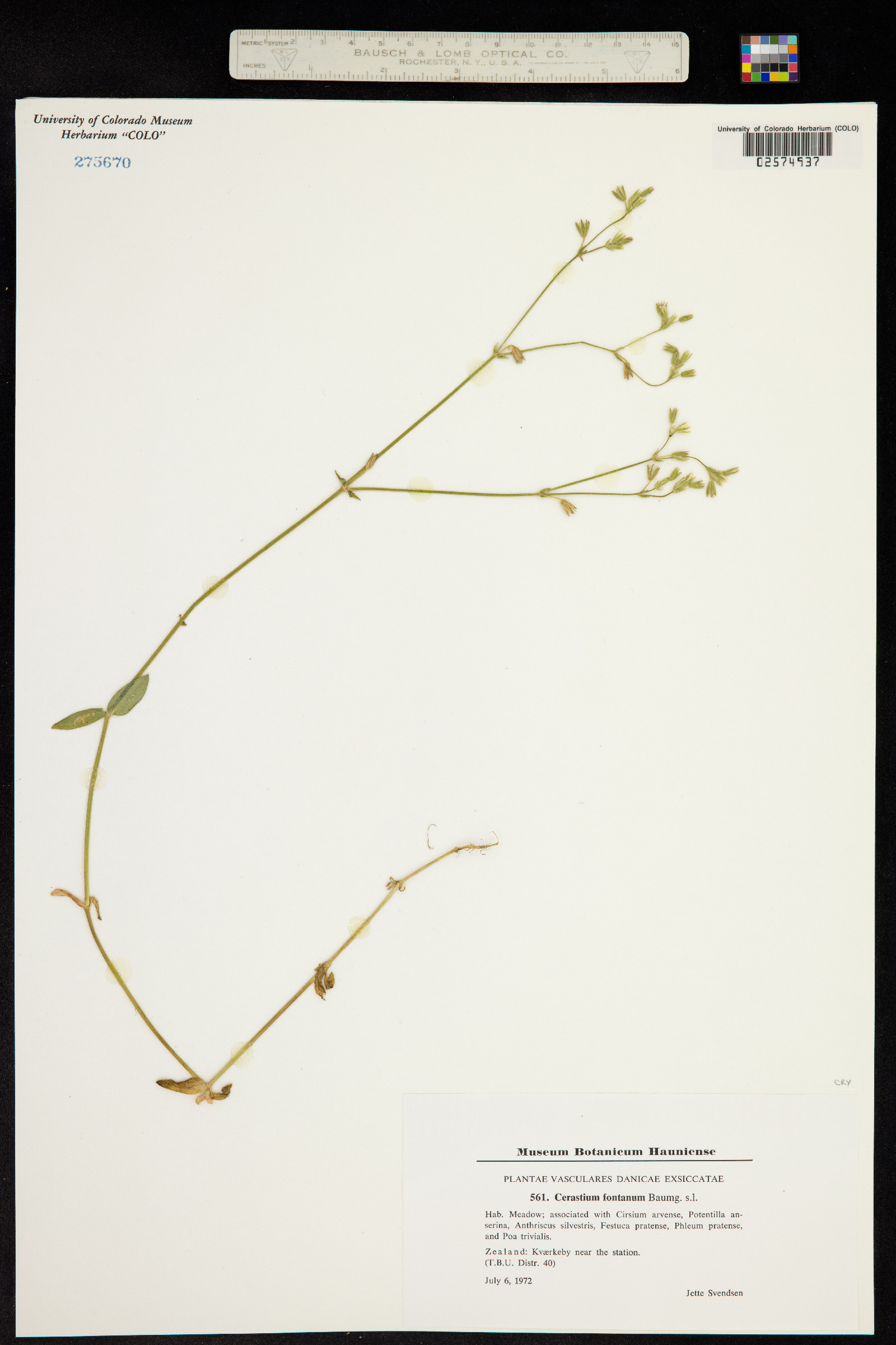 Cerastium fontanum image