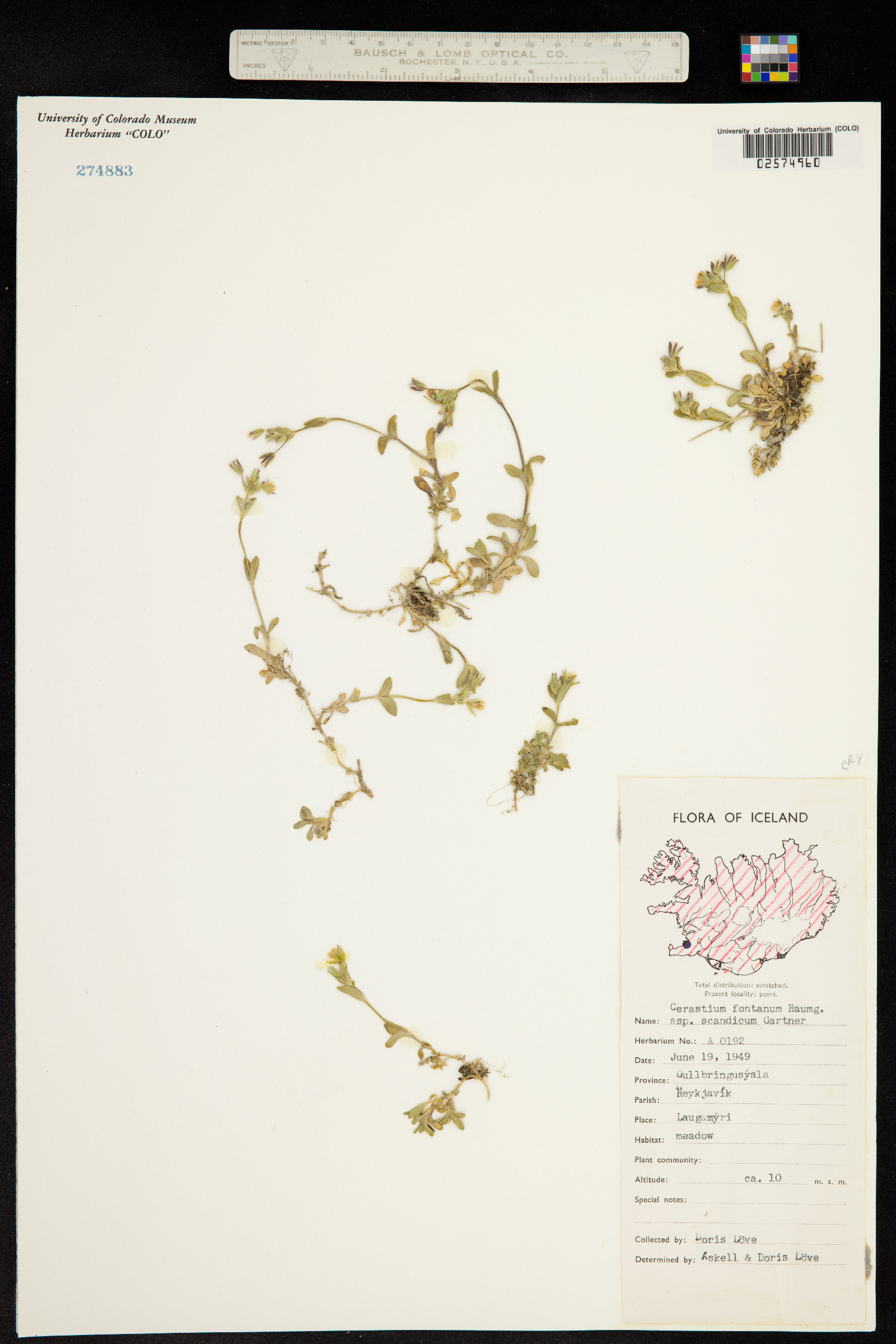 Cerastium fontanum image