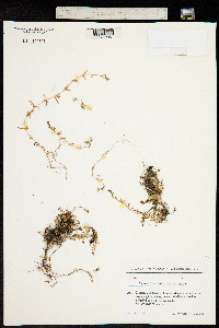 Cerastium purpurascens image