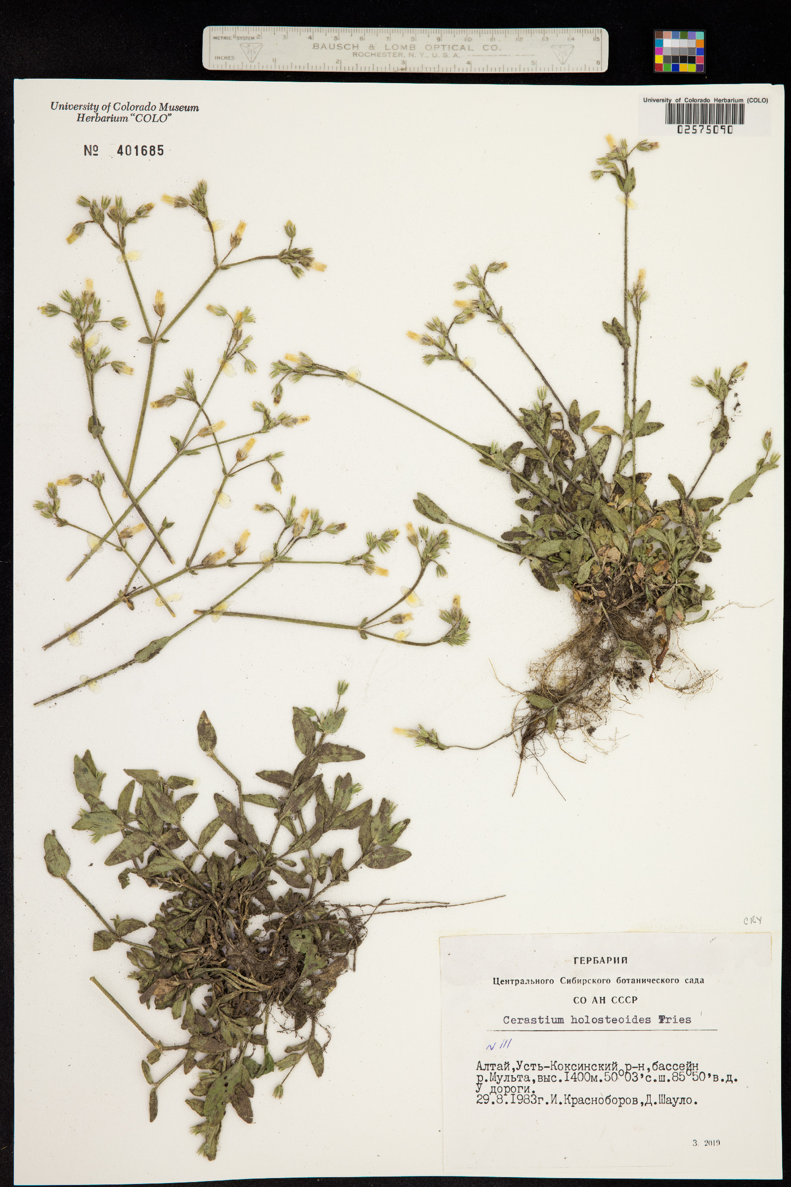 Cerastium fontanum ssp. vulgare image