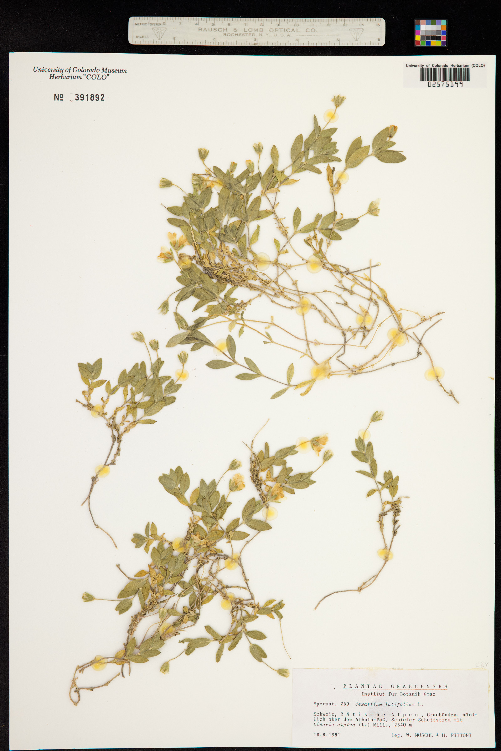 Cerastium arvense ssp. strictum image
