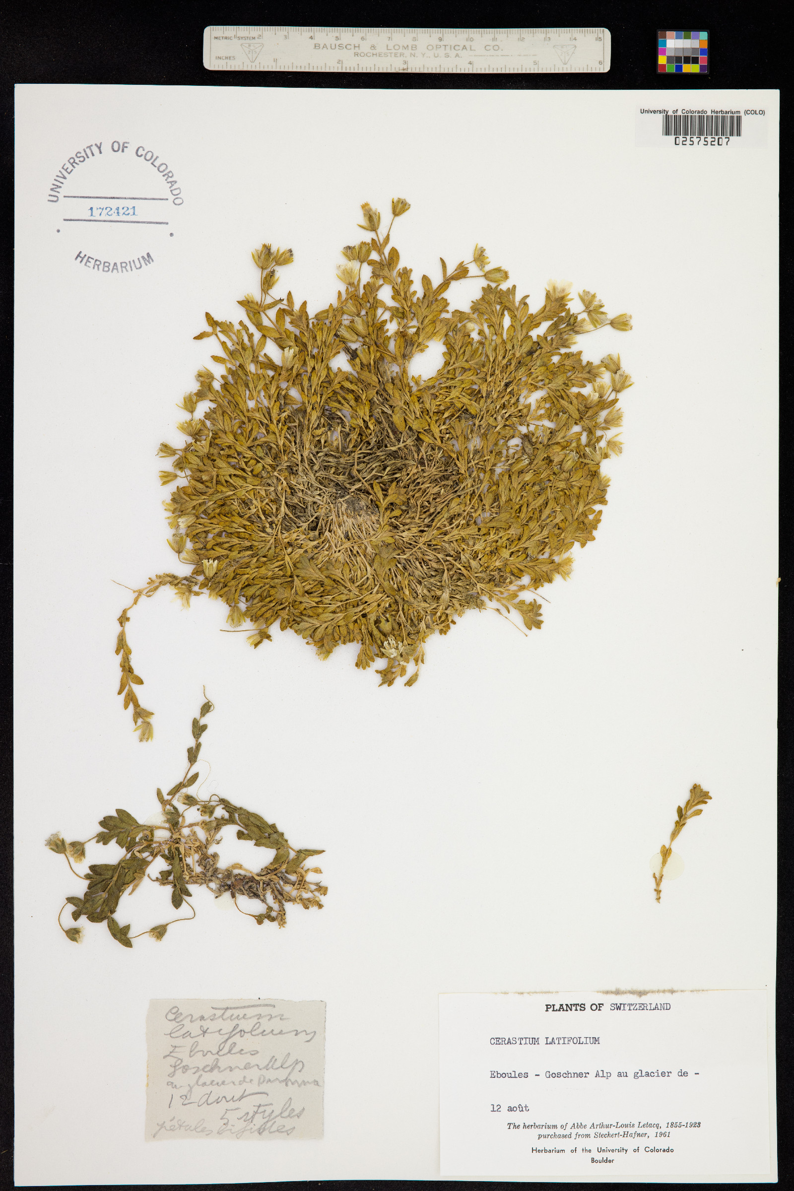 Cerastium arvense ssp. strictum image