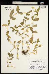 Image of Cerastium lithospermifolium