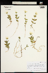 Cerastium lithospermifolium image
