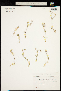 Cerastium lithospermifolium image