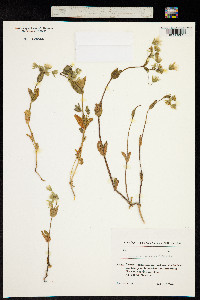 Cerastium oreades image