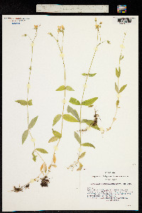 Image of Cerastium pauciflorum