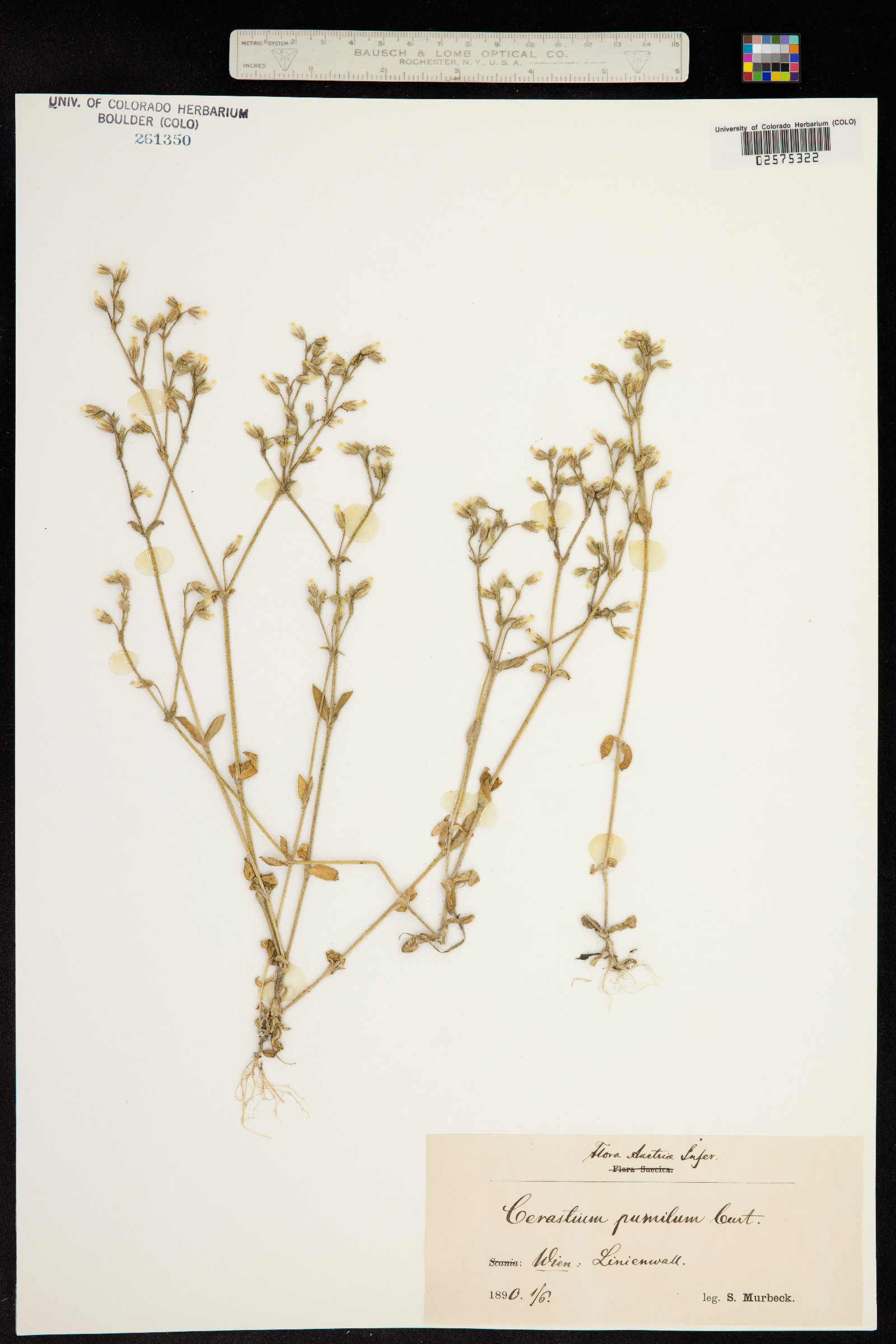 Cerastium pumilum image