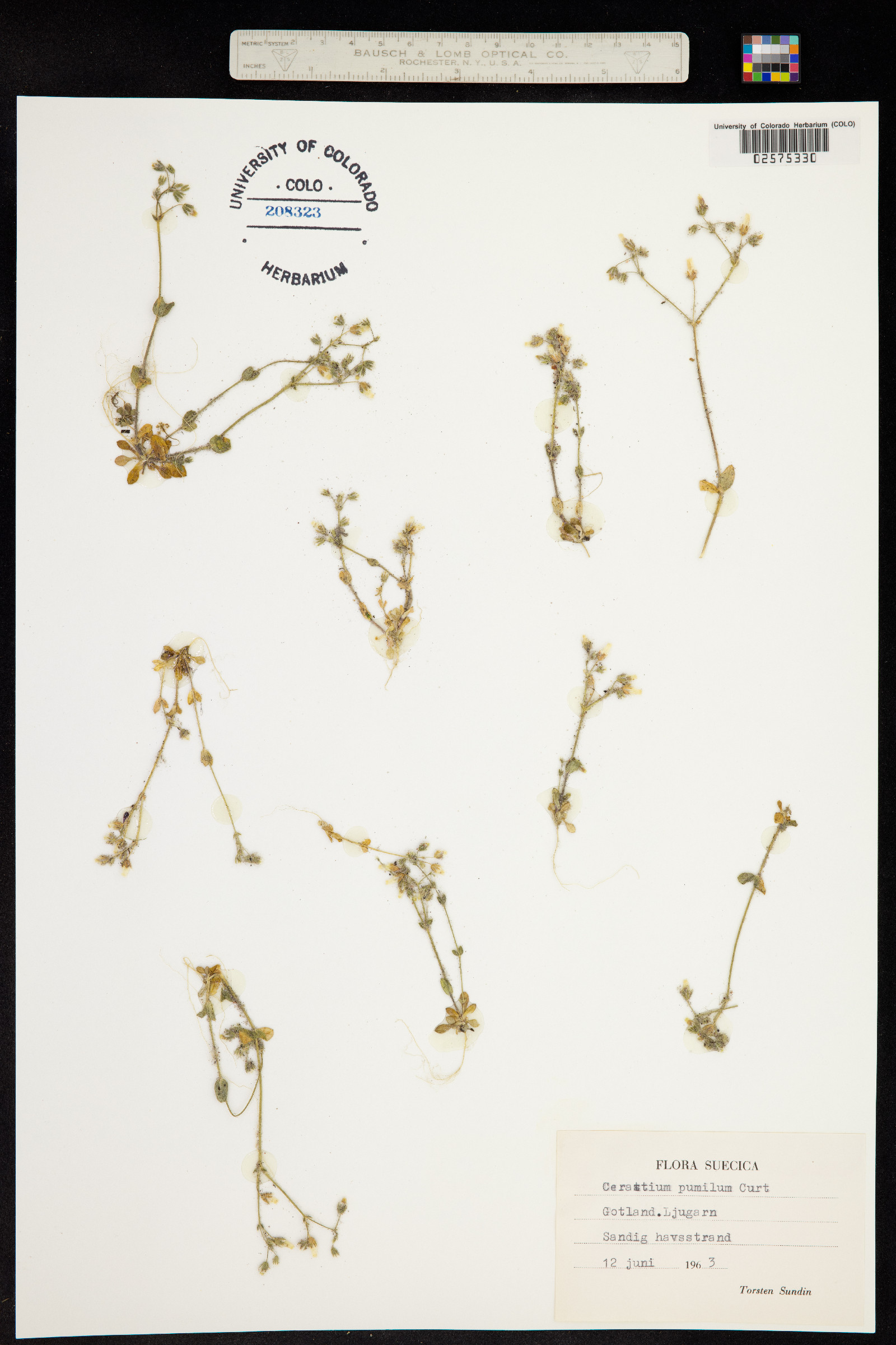 Cerastium pumilum image