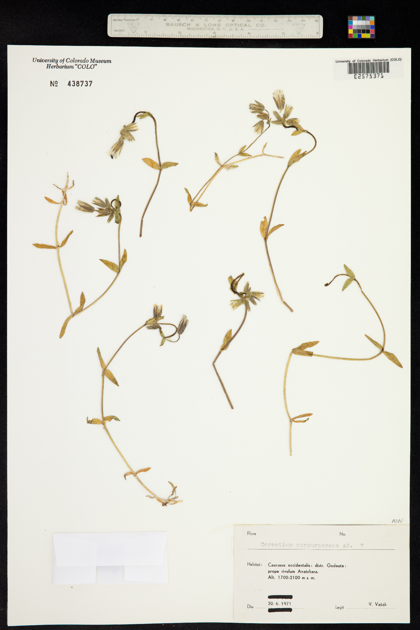 Cerastium purpurascens image