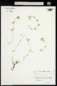 Cerastium purpurascens image