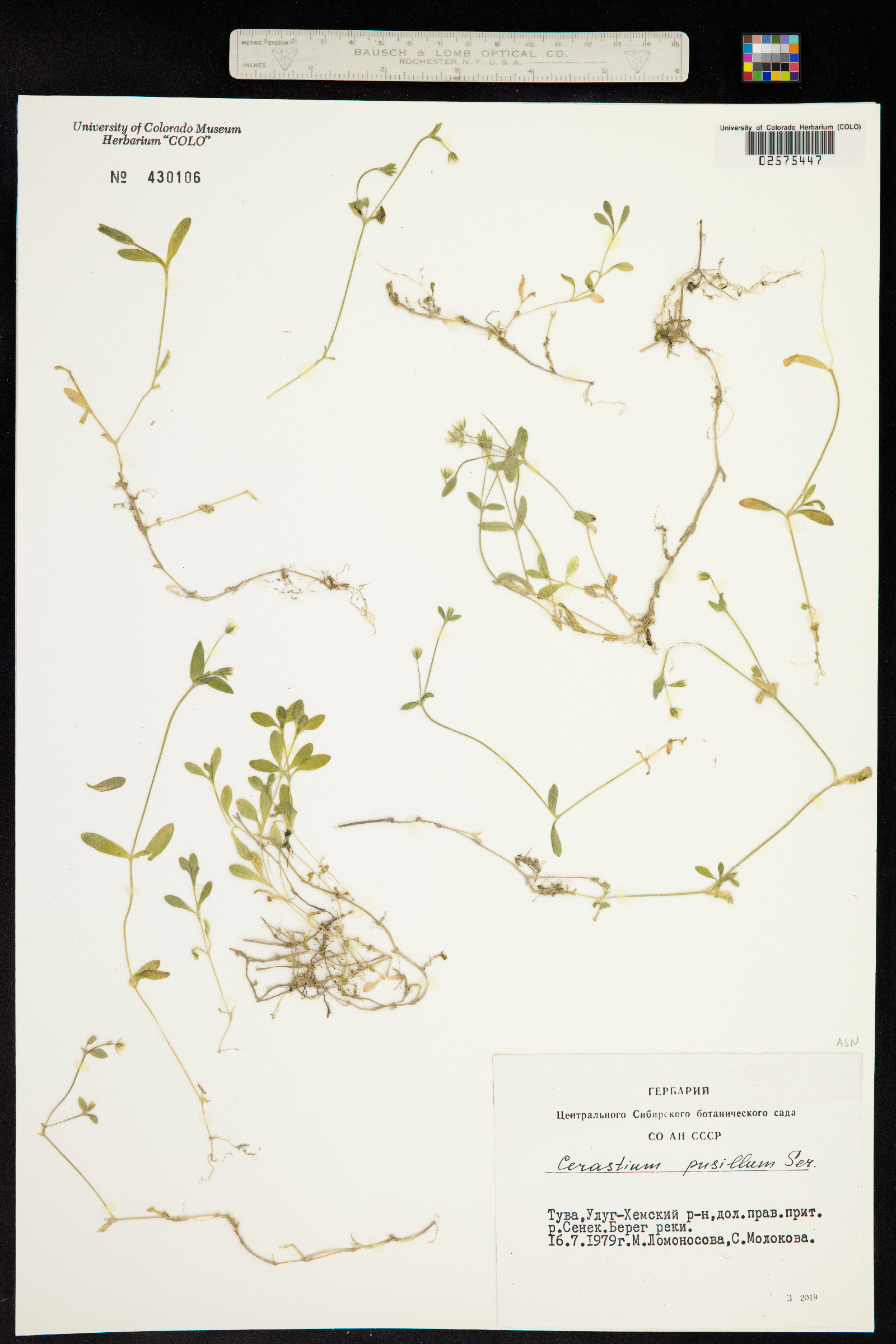 Cerastium pusillum image