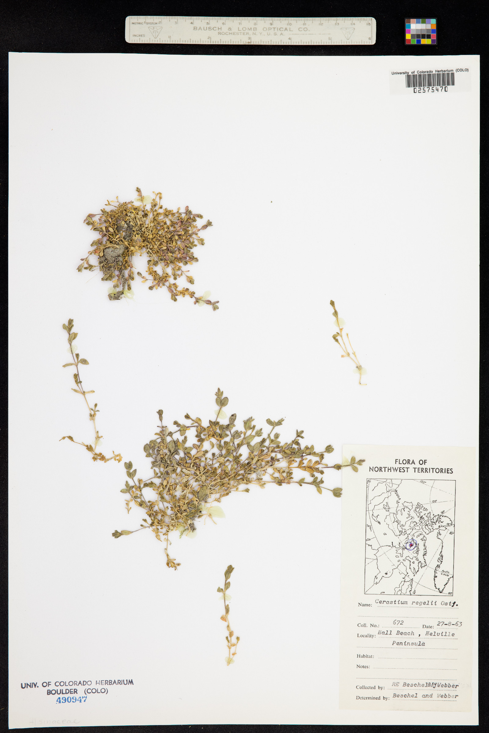 Cerastium regelii image