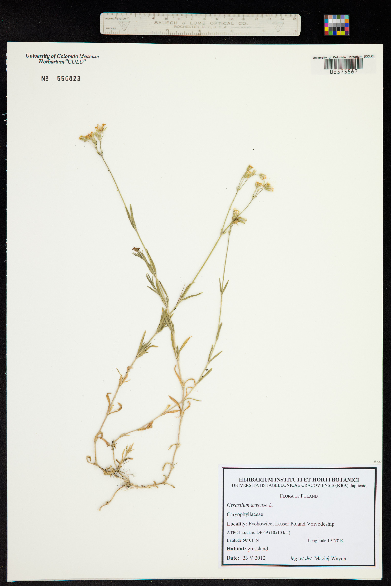 Cerastium strictum image