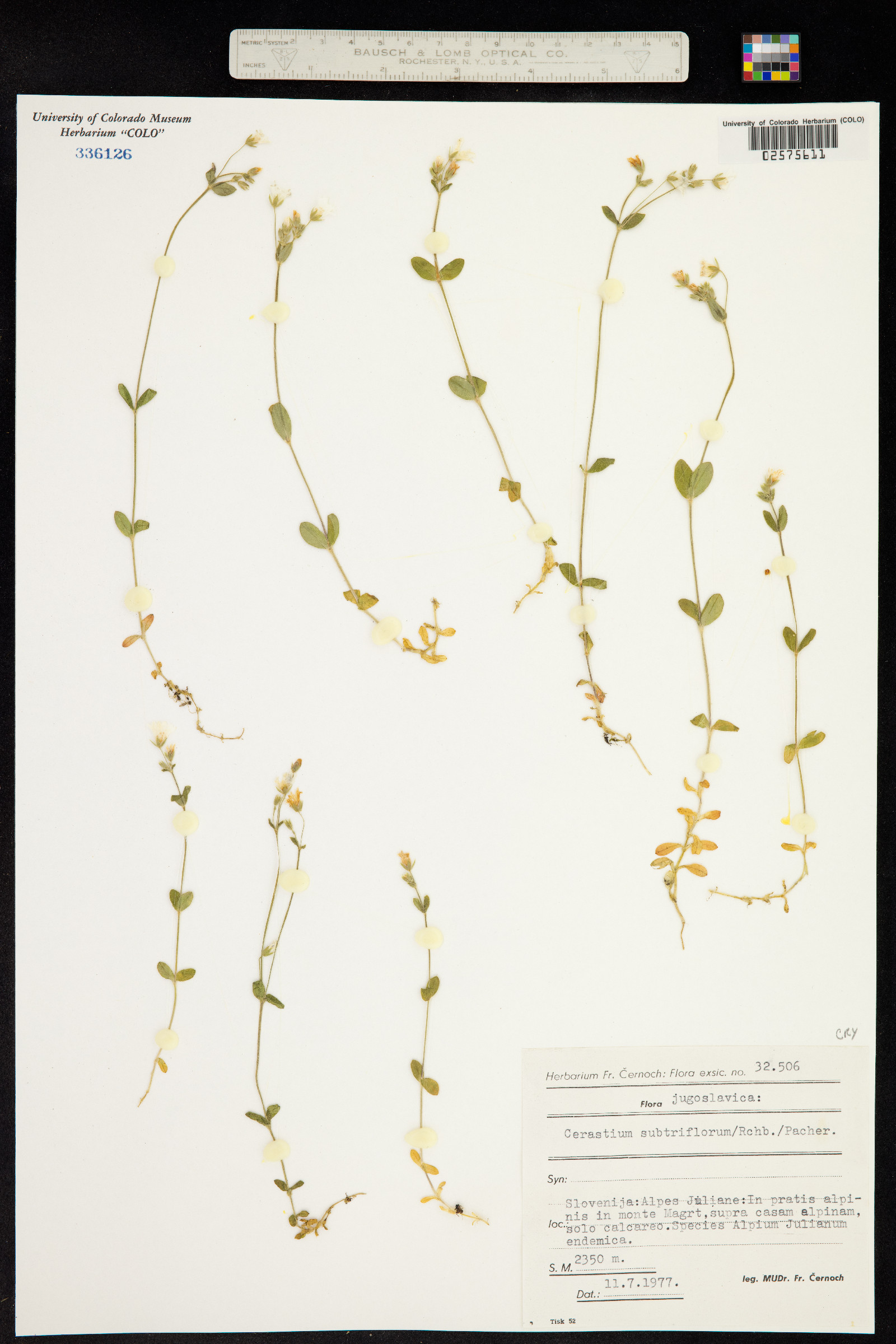 Cerastium subtriflorum image