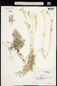 Image of Cerastium biebersteinii