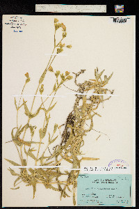 Image of Cerastium mollissimum
