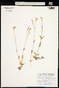 Image of Cerastium moesiacum