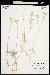 Image of Cerastium grandiflorum