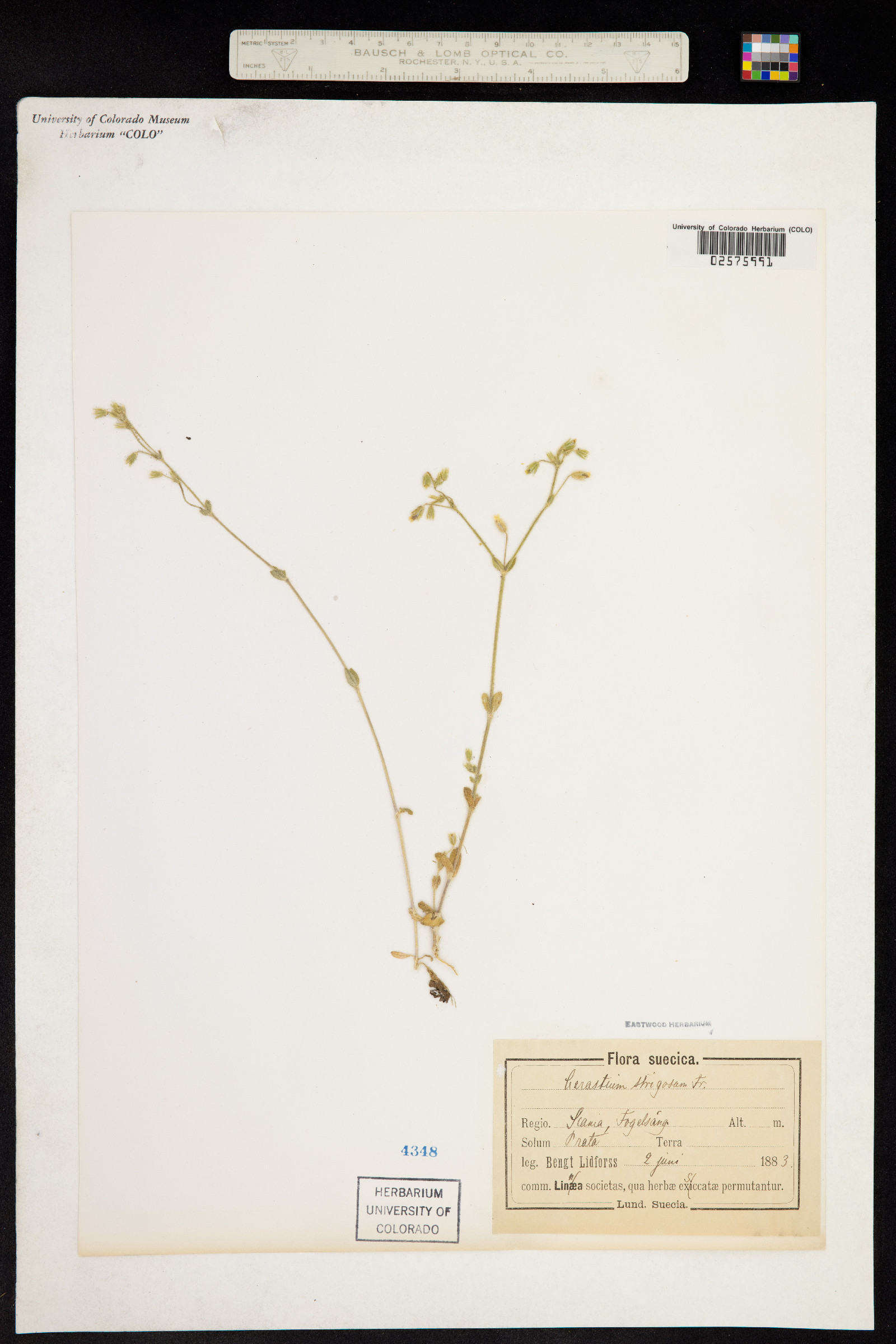 Cerastium brachypetalum subsp. brachypetalum image