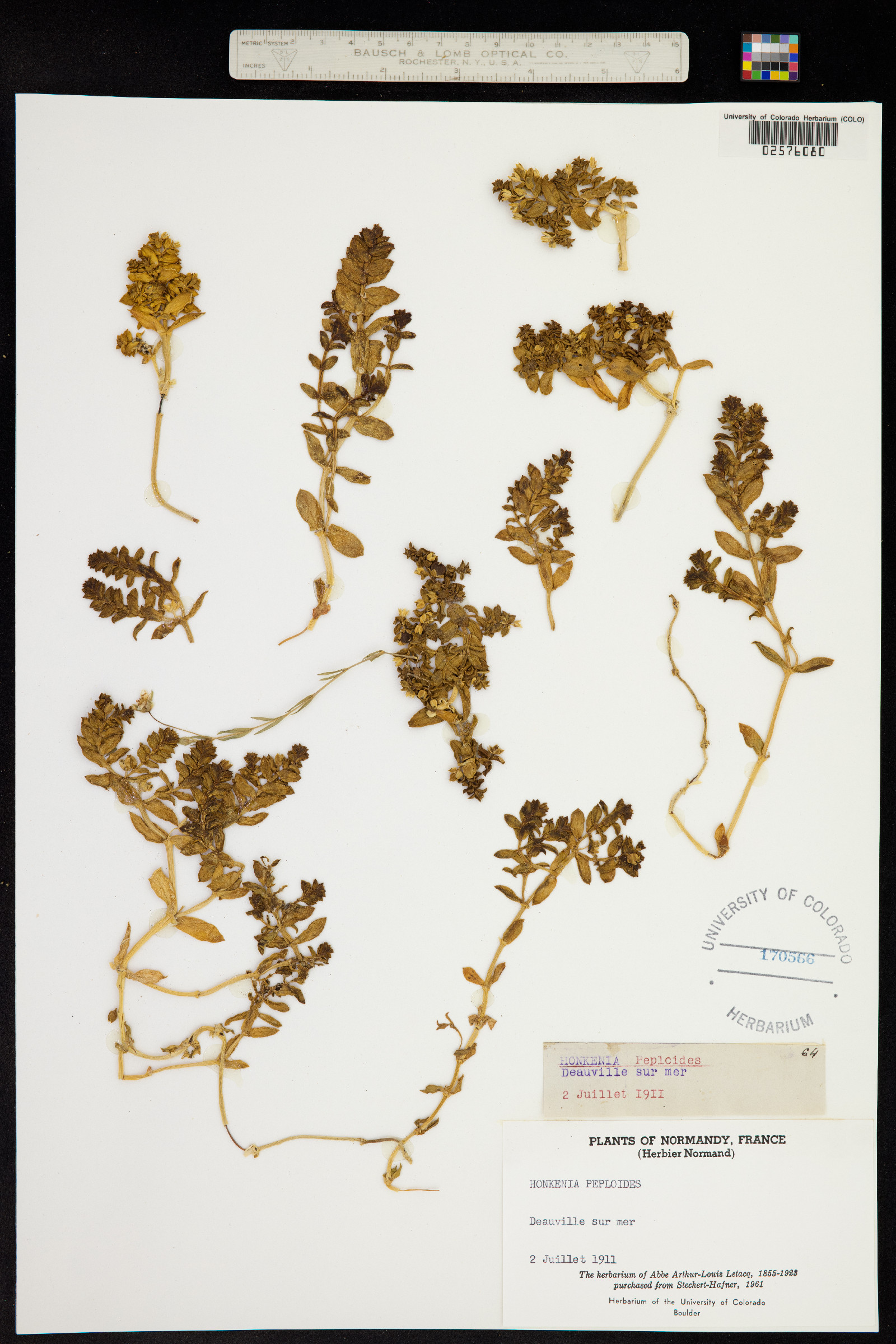 Honckenya peploides image