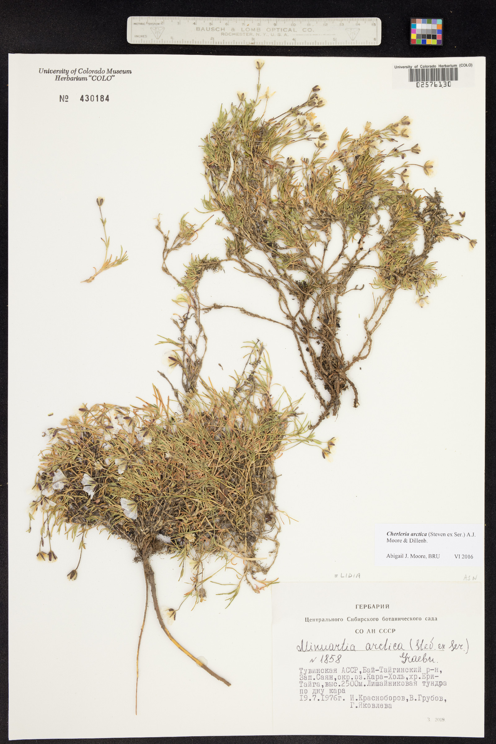 Minuartia arctica image