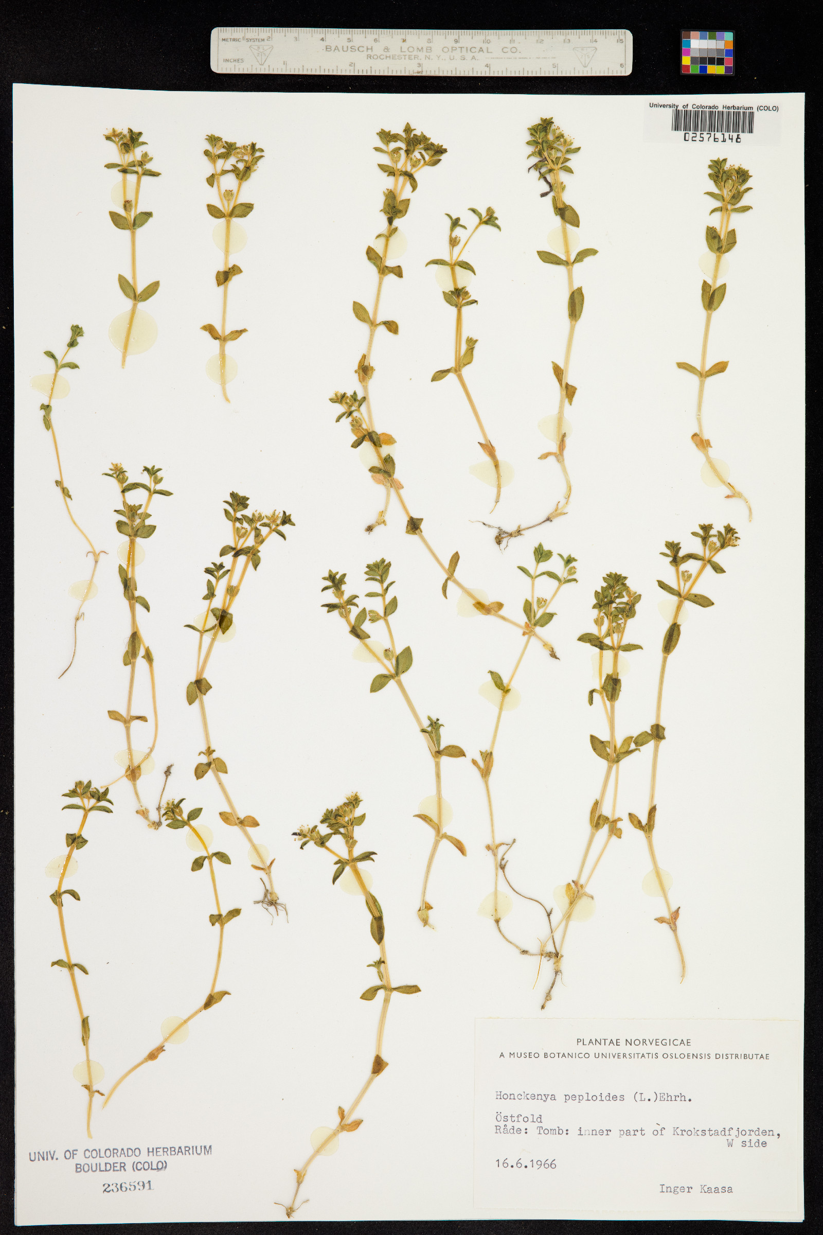 Honckenya peploides image