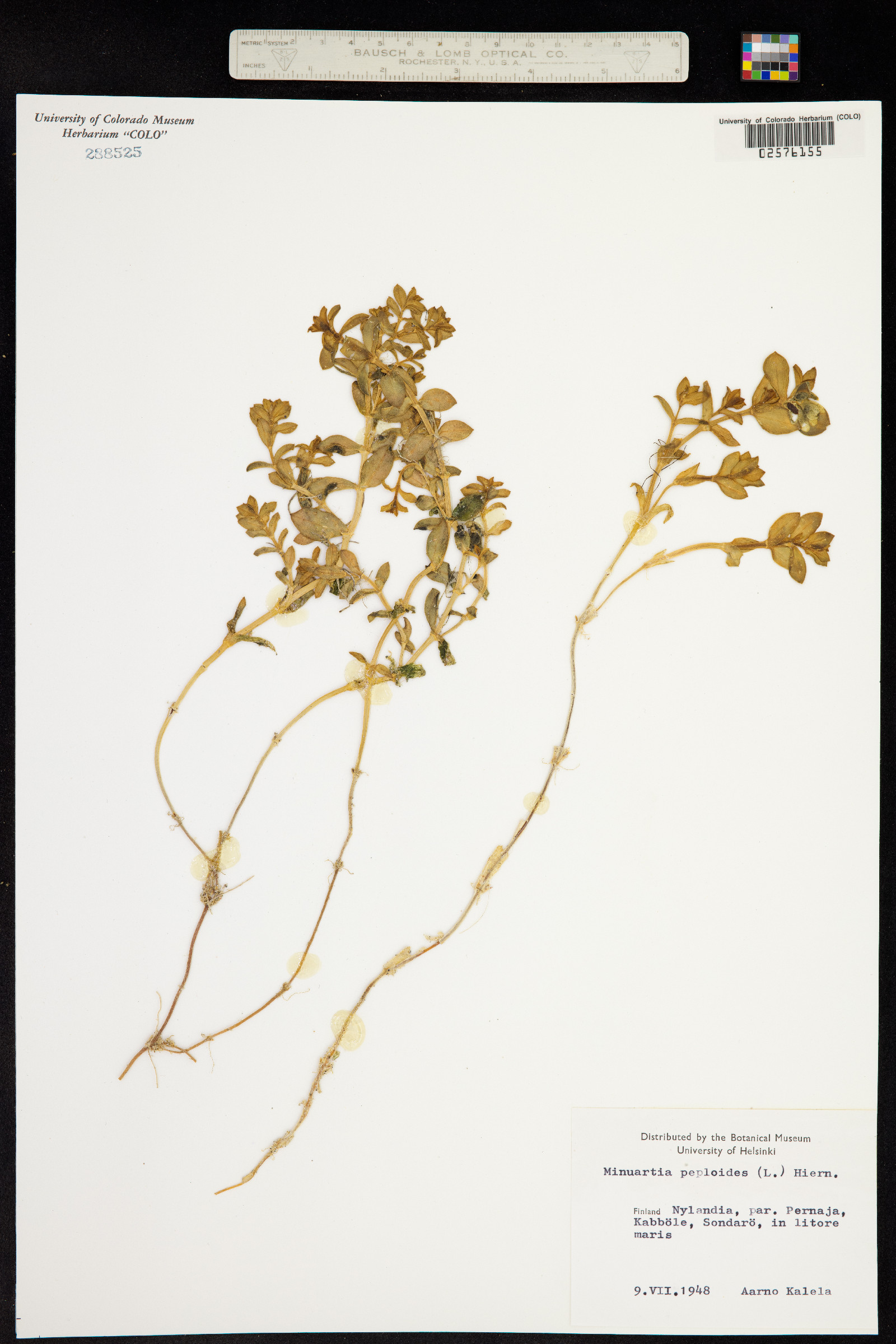 Honckenya peploides image