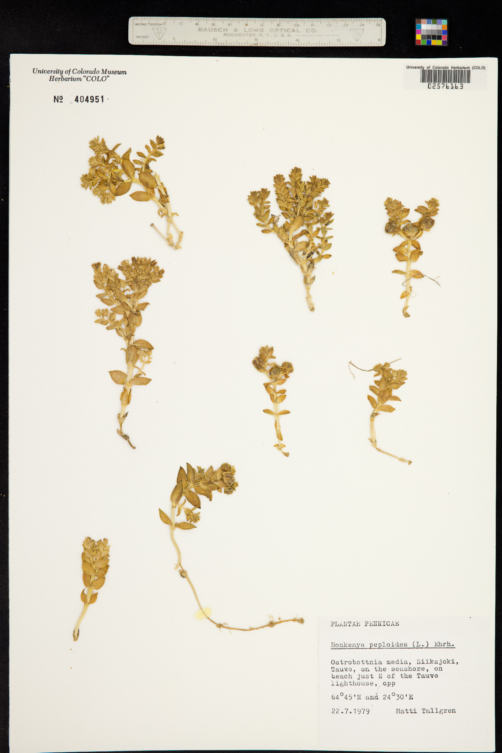 Honckenya peploides image