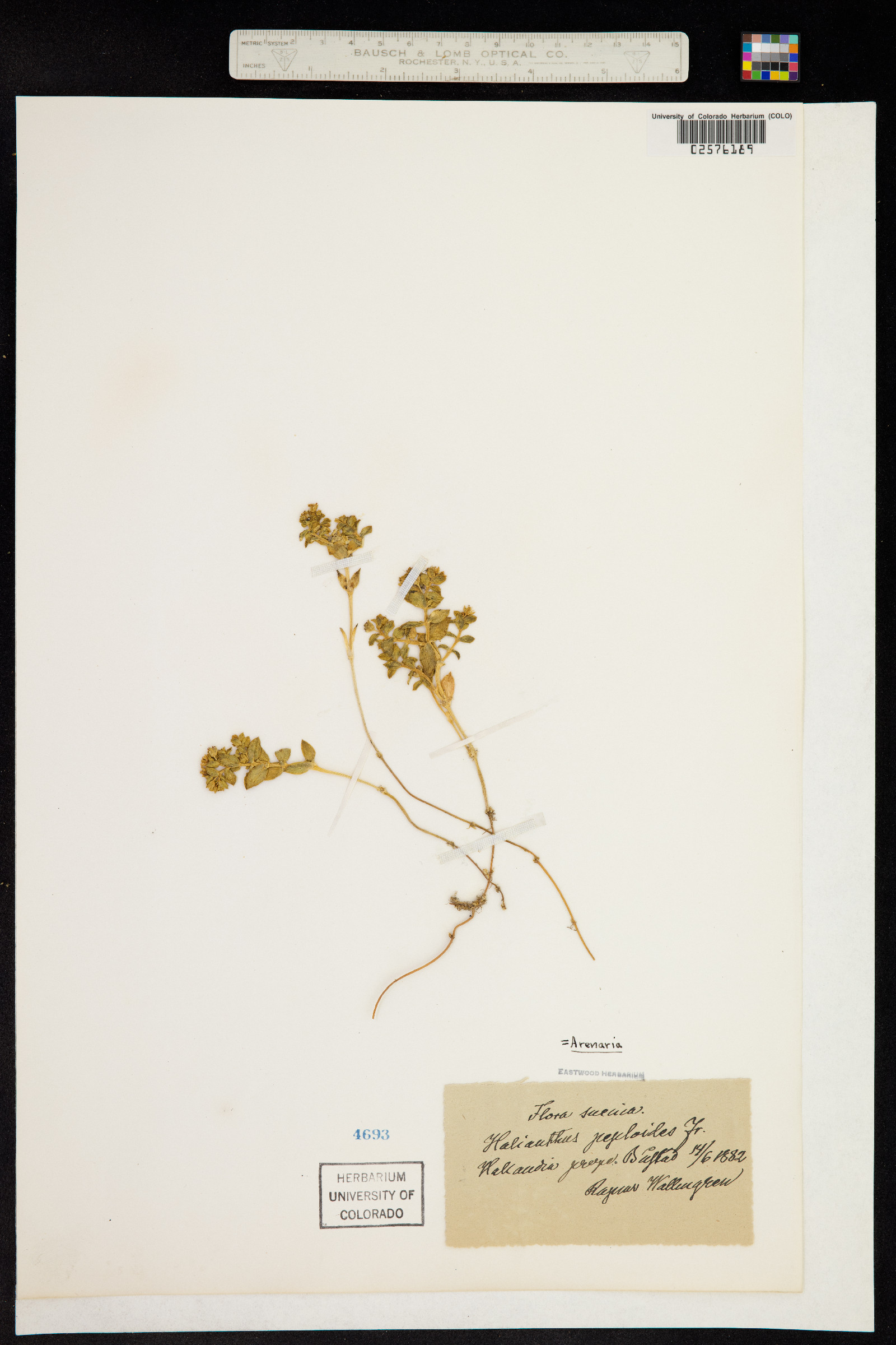 Honckenya peploides image