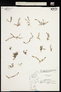 Illecebrum verticillatum image