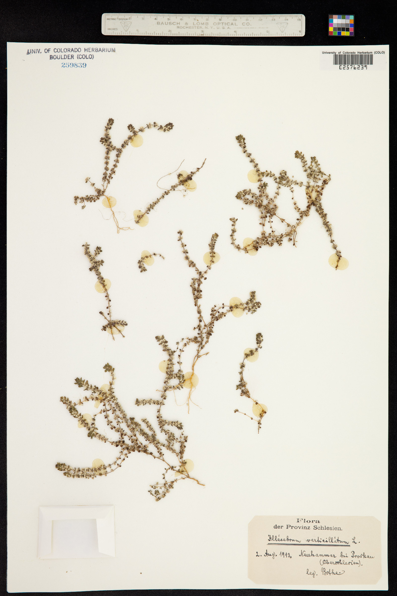 Illecebrum verticillatum image