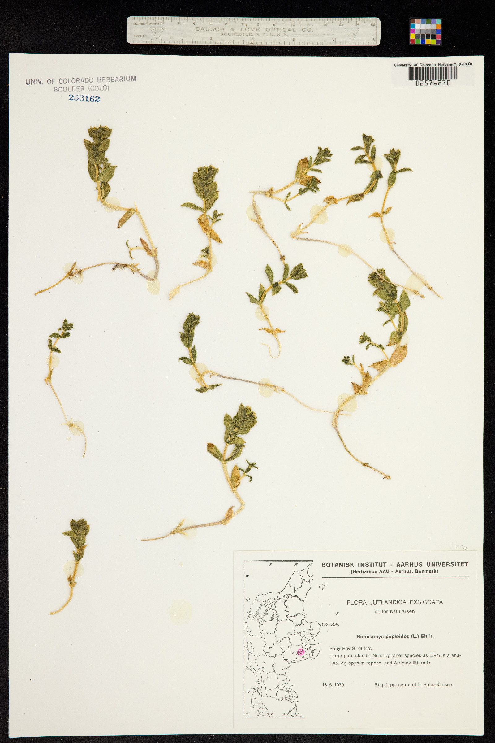 Honckenya peploides image