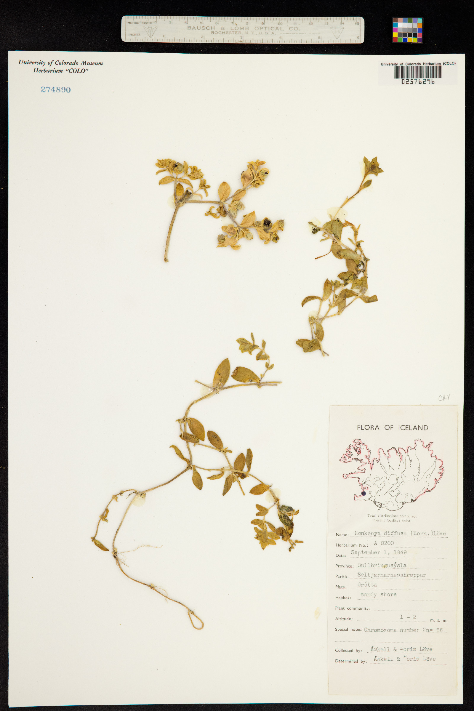 Honckenya image