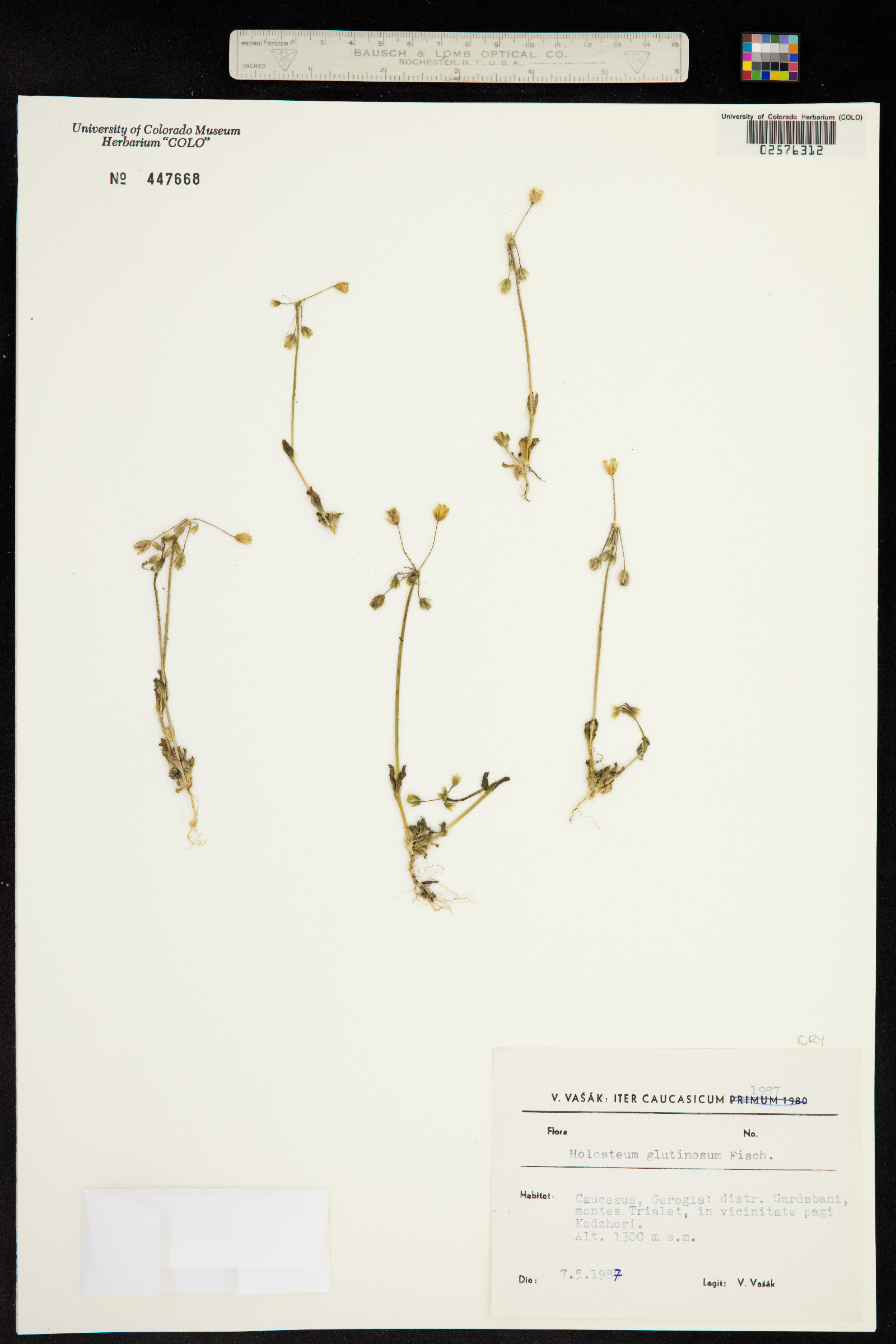 Holosteum umbellatum subsp. glutinosum image