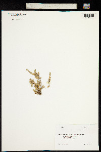 Image of Herniaria caucasica